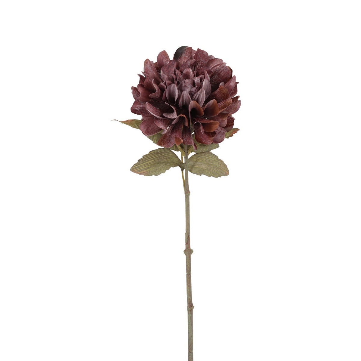Dahlia purple h 57 cm