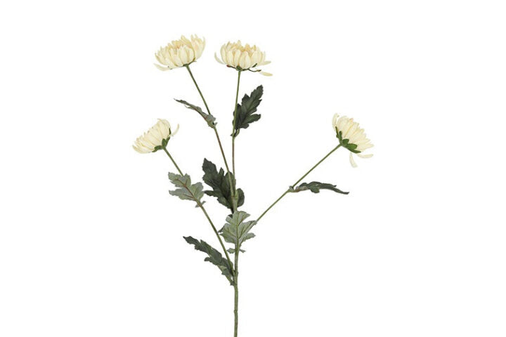 Chrysanthemum creme h 83 cm