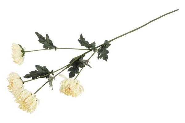 Chrysanthemum creme h 83 cm