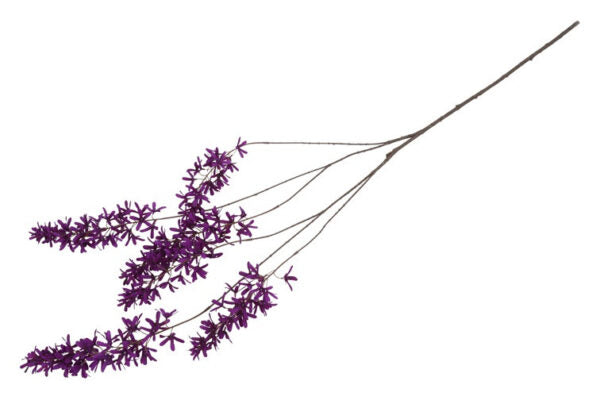 Blåregn purple h 105 cm
