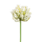 Agapanthus hvid h 70 cm