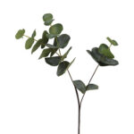 Eucalypthus gren H 80 cm