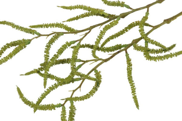 Amaranthus grøn h 80 cm
