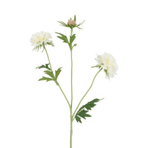 Scabiosa hvid h 72cm