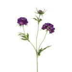 Scabiosa lilla h 72 cm