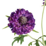 Scabiosa lilla h 72 cm