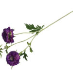 Scabiosa lilla h 72 cm