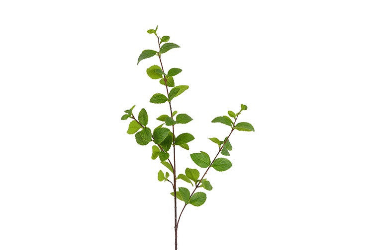 Liguster gren grøn h 85 cm