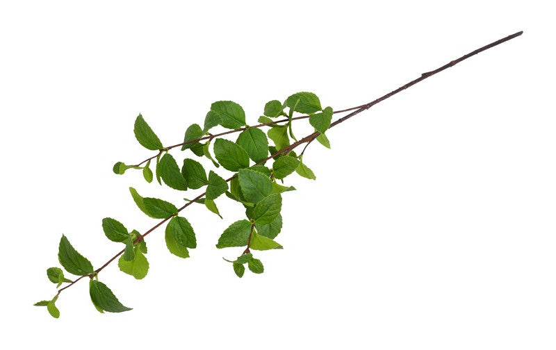 Liguster gren grøn h 85 cm