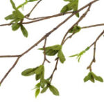 Gren med grønne blade H 75 cm