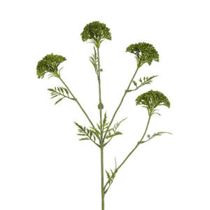 Skærmblomst grøn H 72 cm