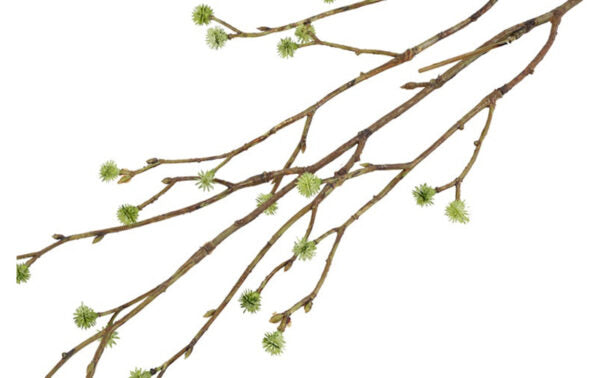 Mandstro gren grøn 75 cm