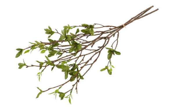 Betula bundt 3 stk h 56 cm