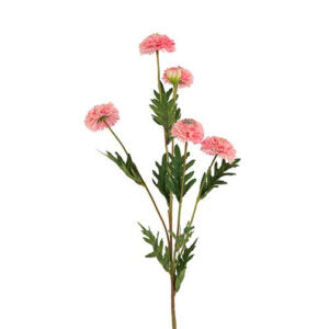 Helichrysum rosa h 68 cm