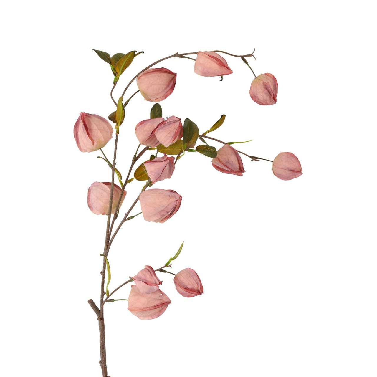 Physalis lys rosa h 94 cm