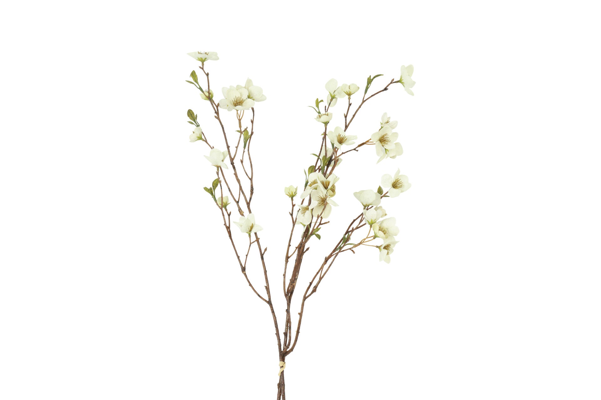 Helleborus bundt m/ 2 stk hvid h 75 cm