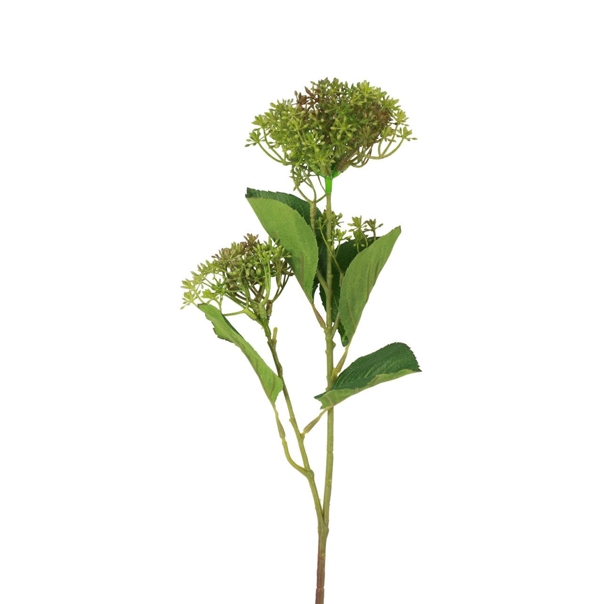 Skimmia grøn h 65 cm