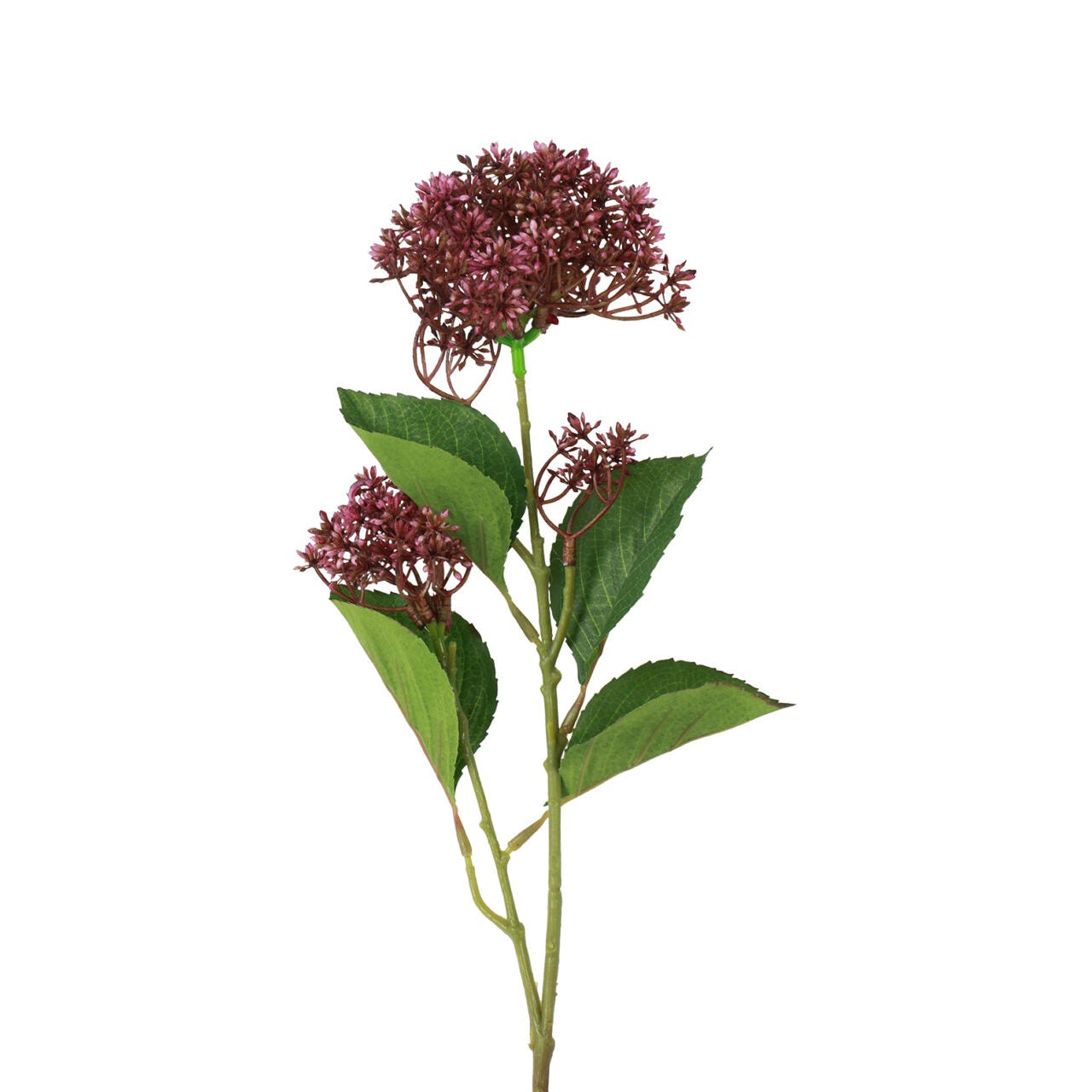 Skimmia purple h 65 cm