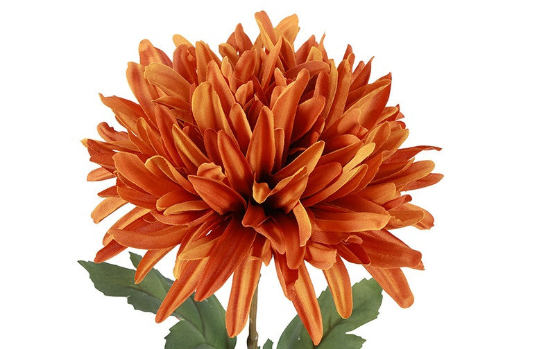 Chrysanthemum orange h 68 cm