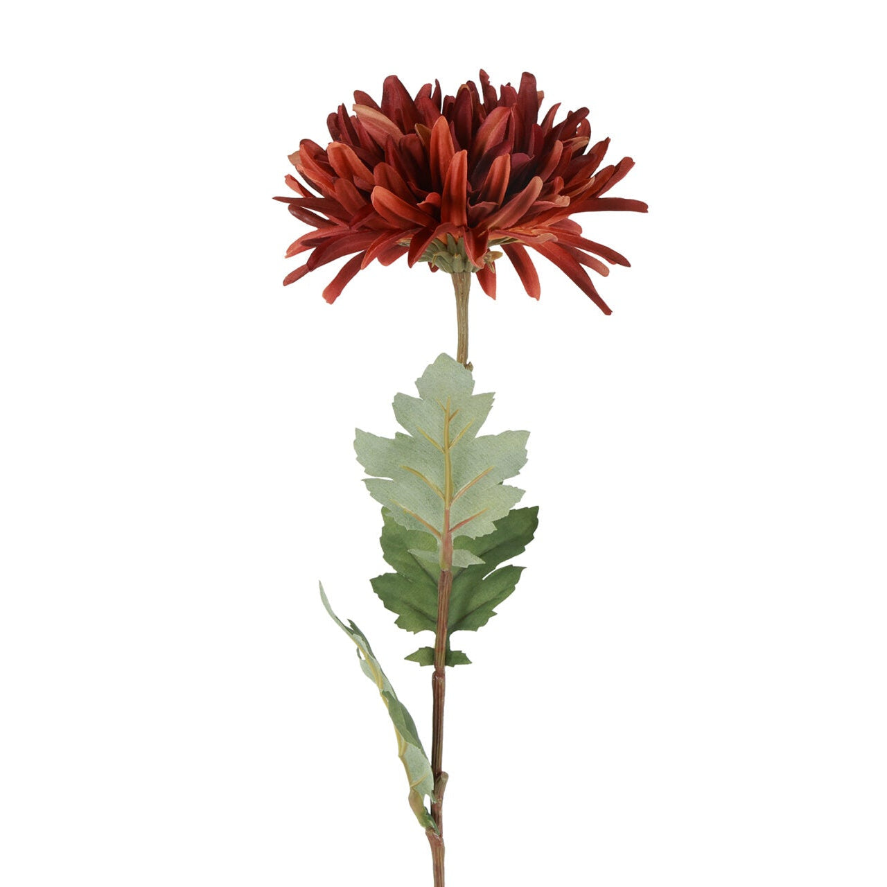 Chrysanthemum brun h 68 cm