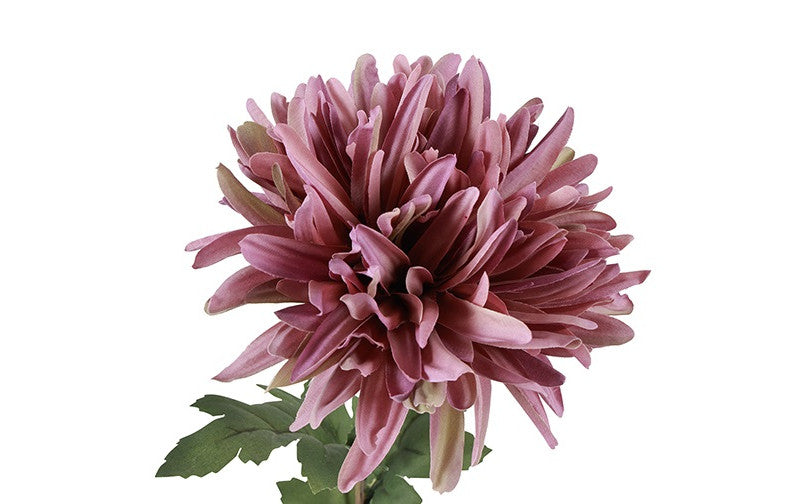 Chrysanthemum lilla h 68 cm