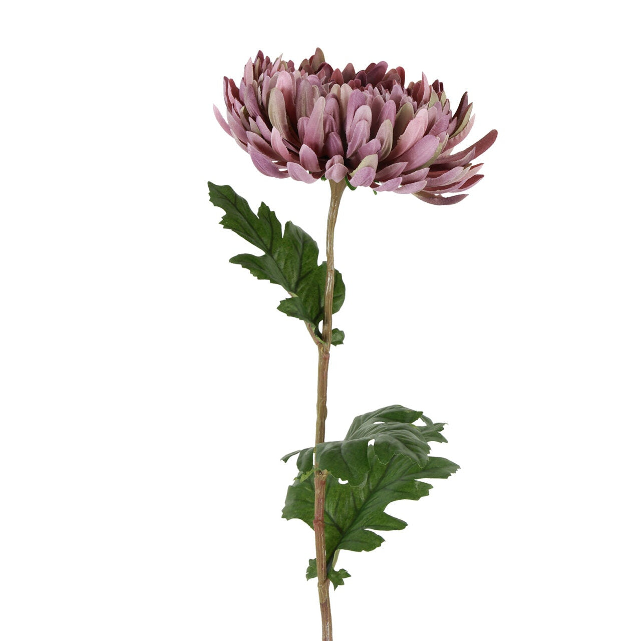 Chrysanthemum lilla h 76 cm