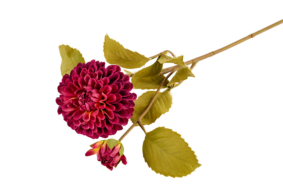 Chrysanthemum