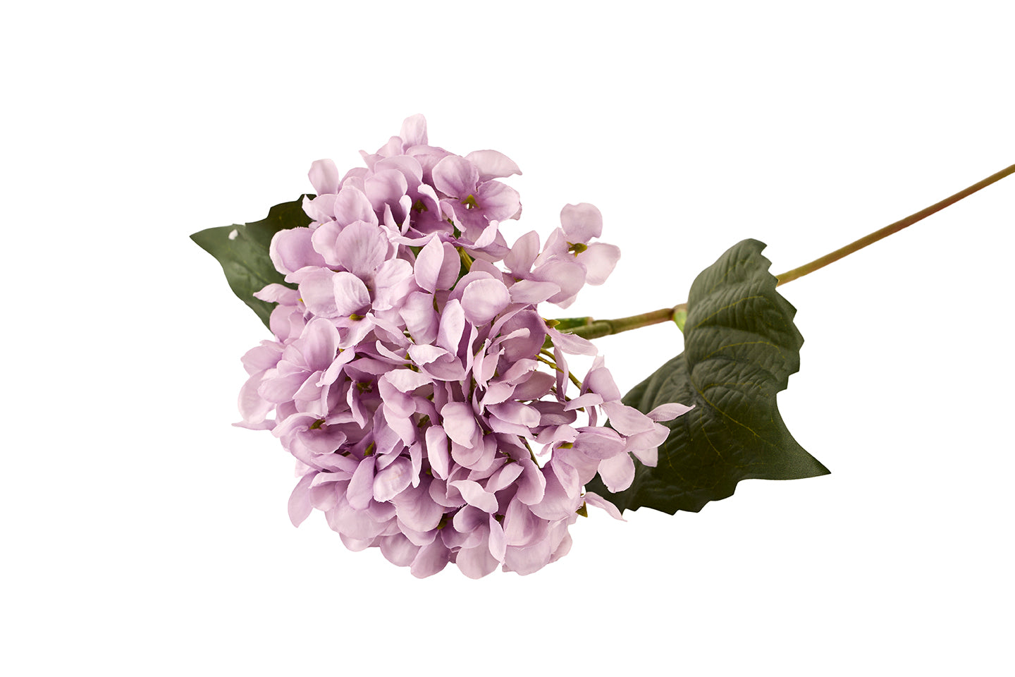 Hortensia
