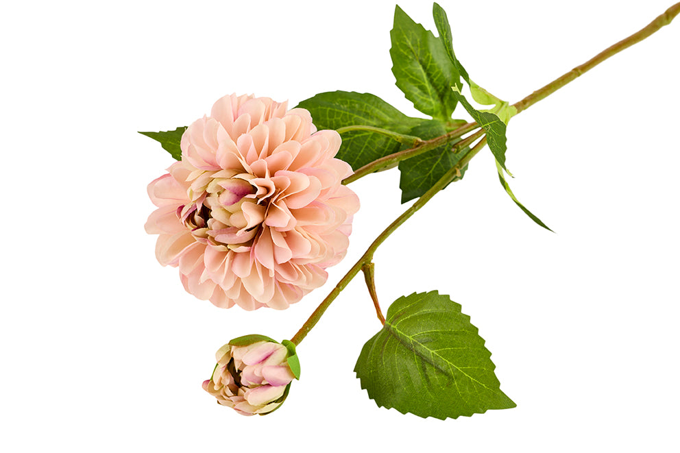 Dahlia Rosa