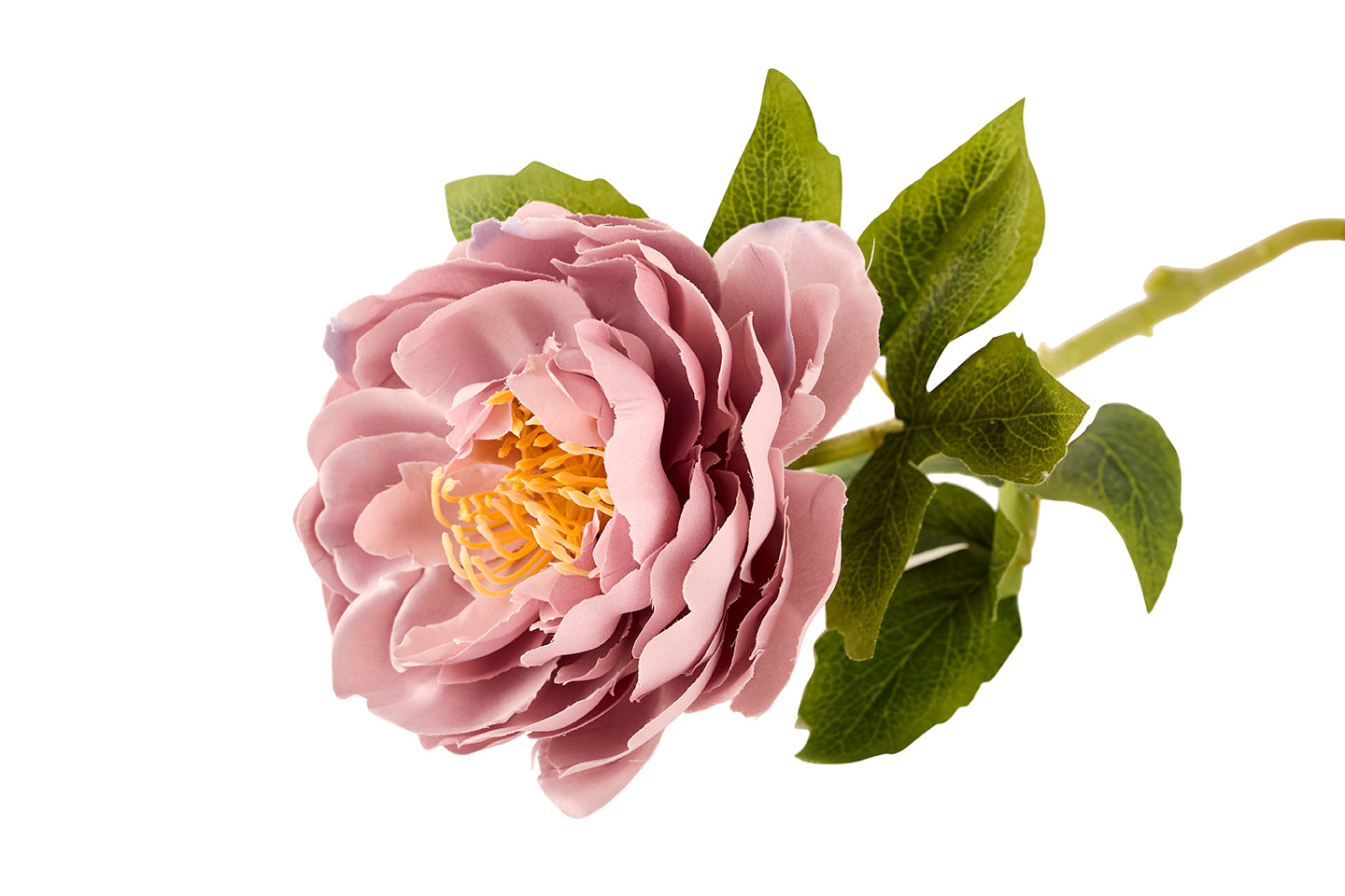 Pæon Violet