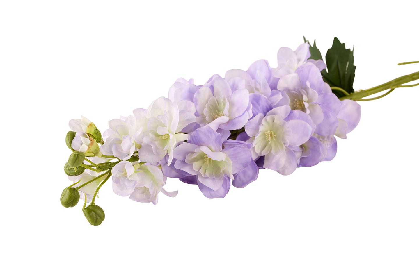 Delphinium