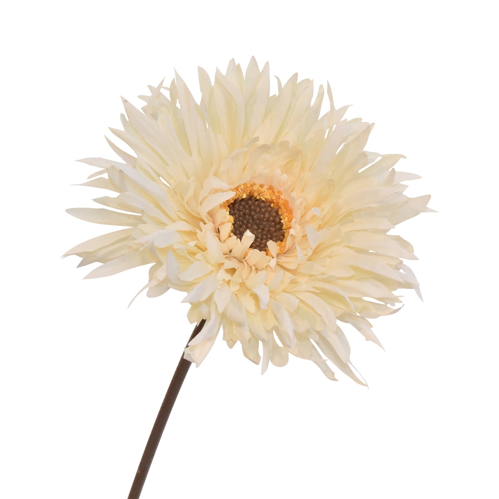 Gerbera H43 cream