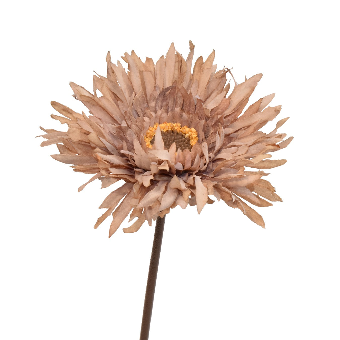 Gerbera H 43 Nude