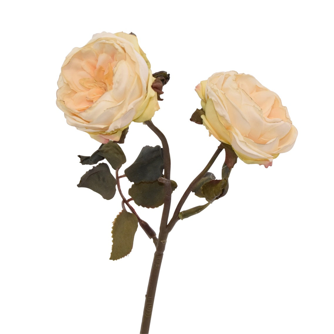 Rose H32 Cream