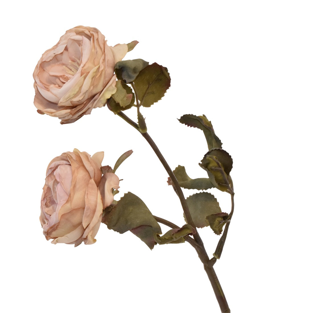 Rose H32 Peach