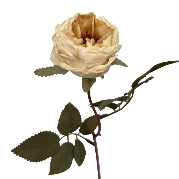 Rose H39 Cream