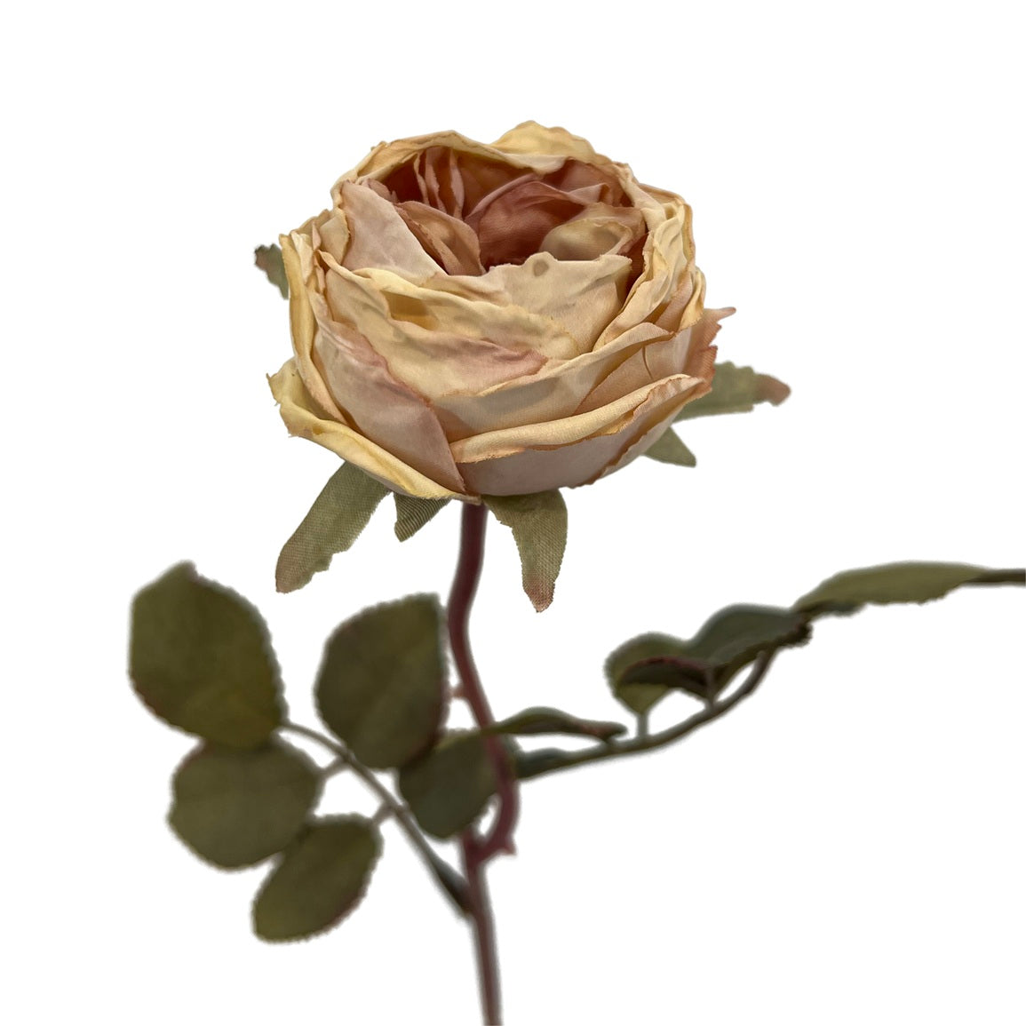Rose H39 Peach