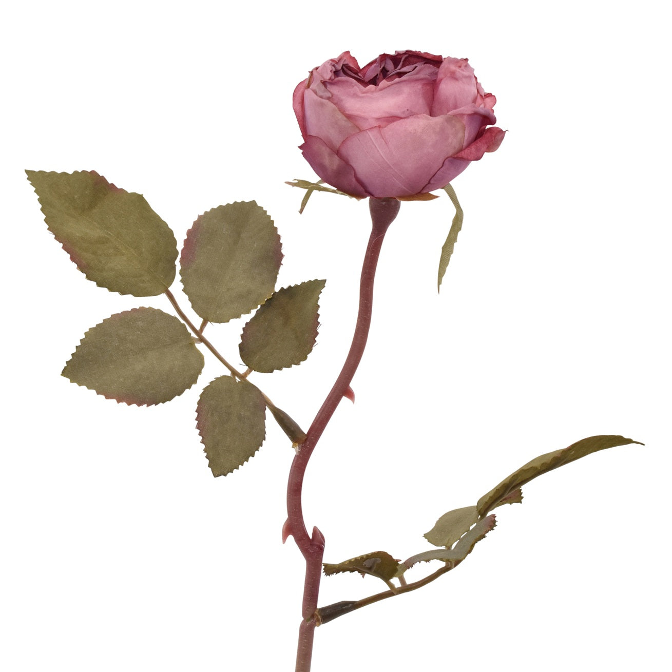 Rose H39 Rosa