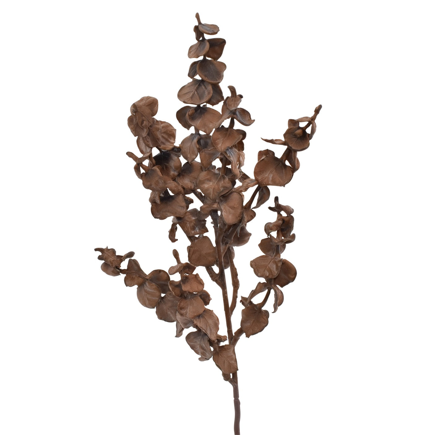 EEucalyptus H45 Brun