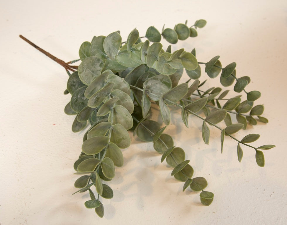 Eucalptus Grøn