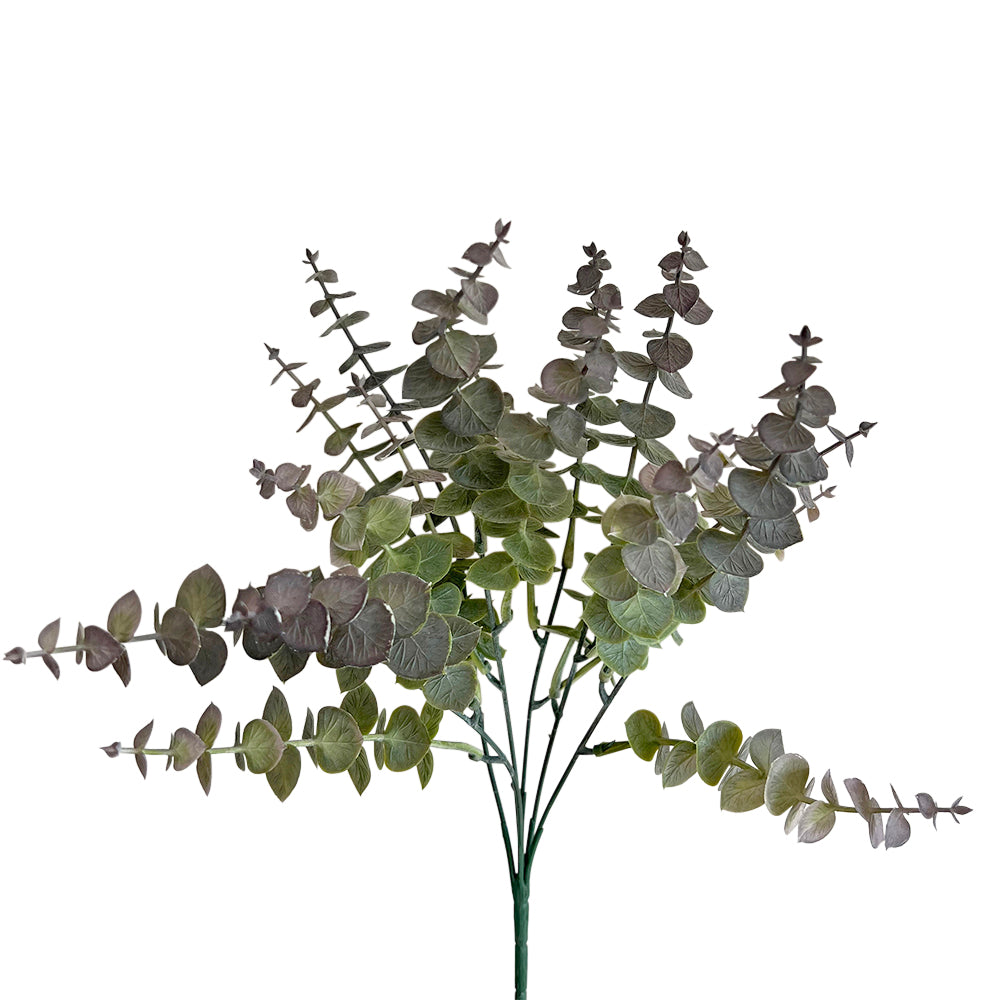 Eucalyptus L: 35 Grøn