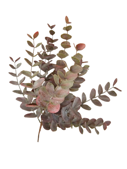 Ecalptus Gylden-Rosa