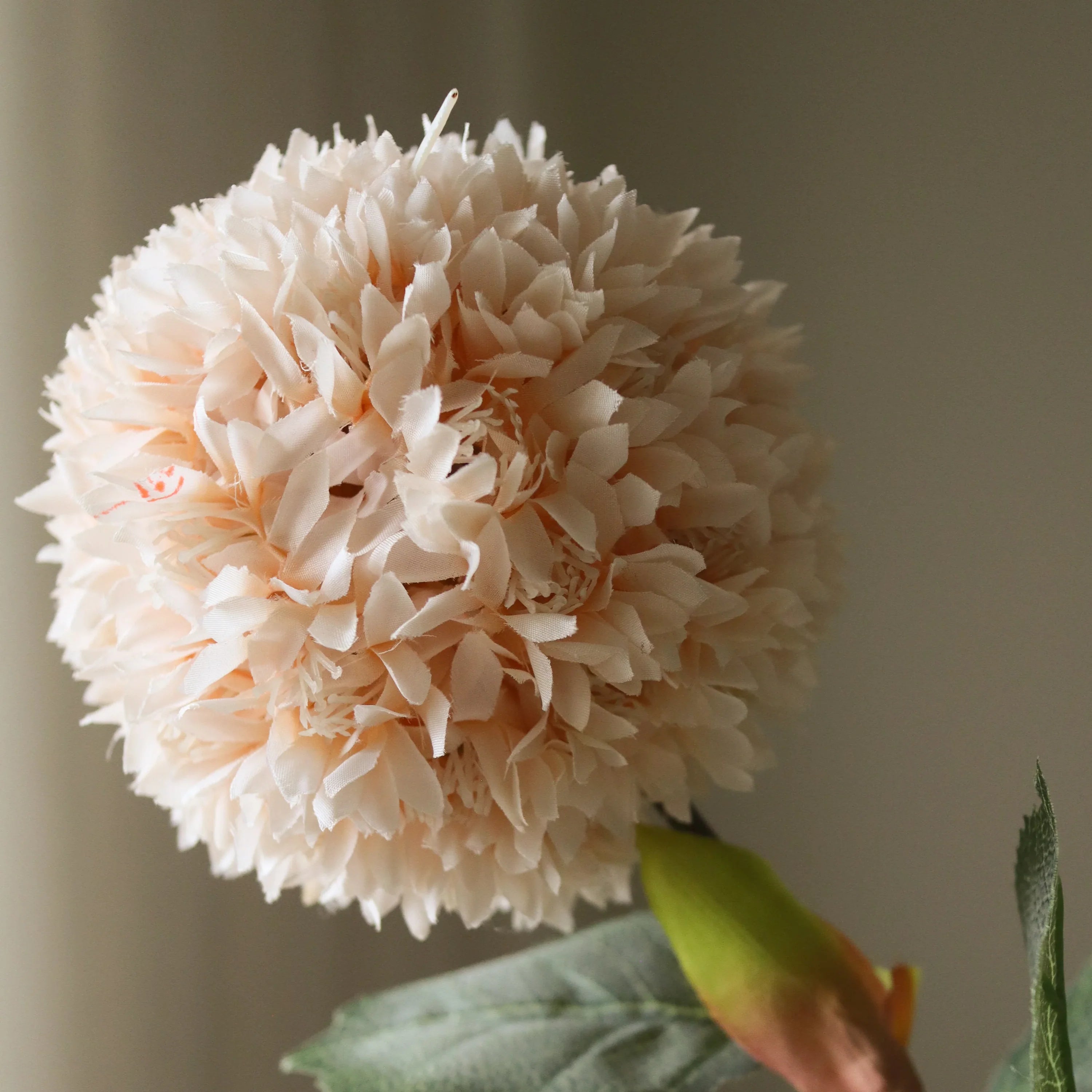 Beige Allium Azureum-løg