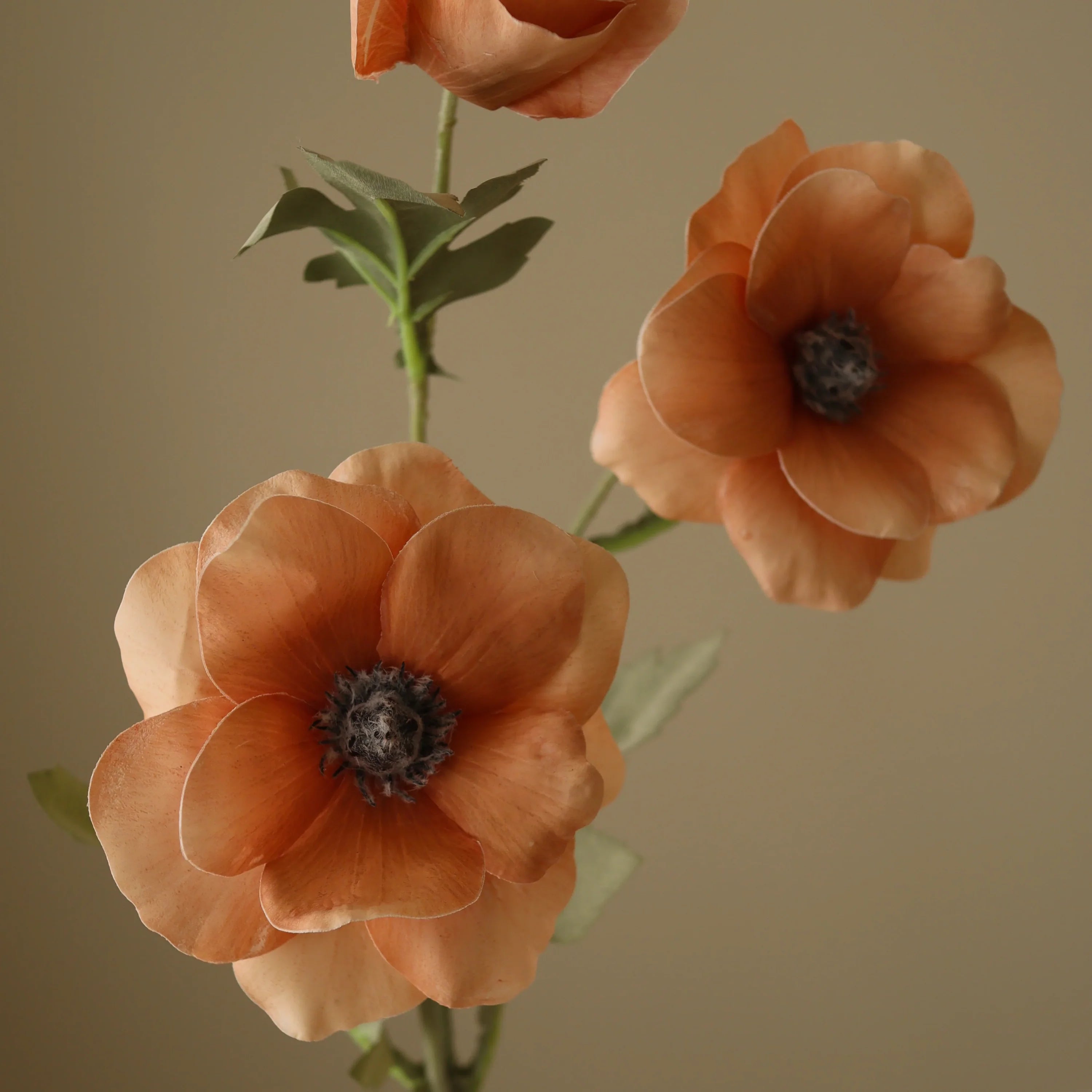 Champagne Anemone Blomst