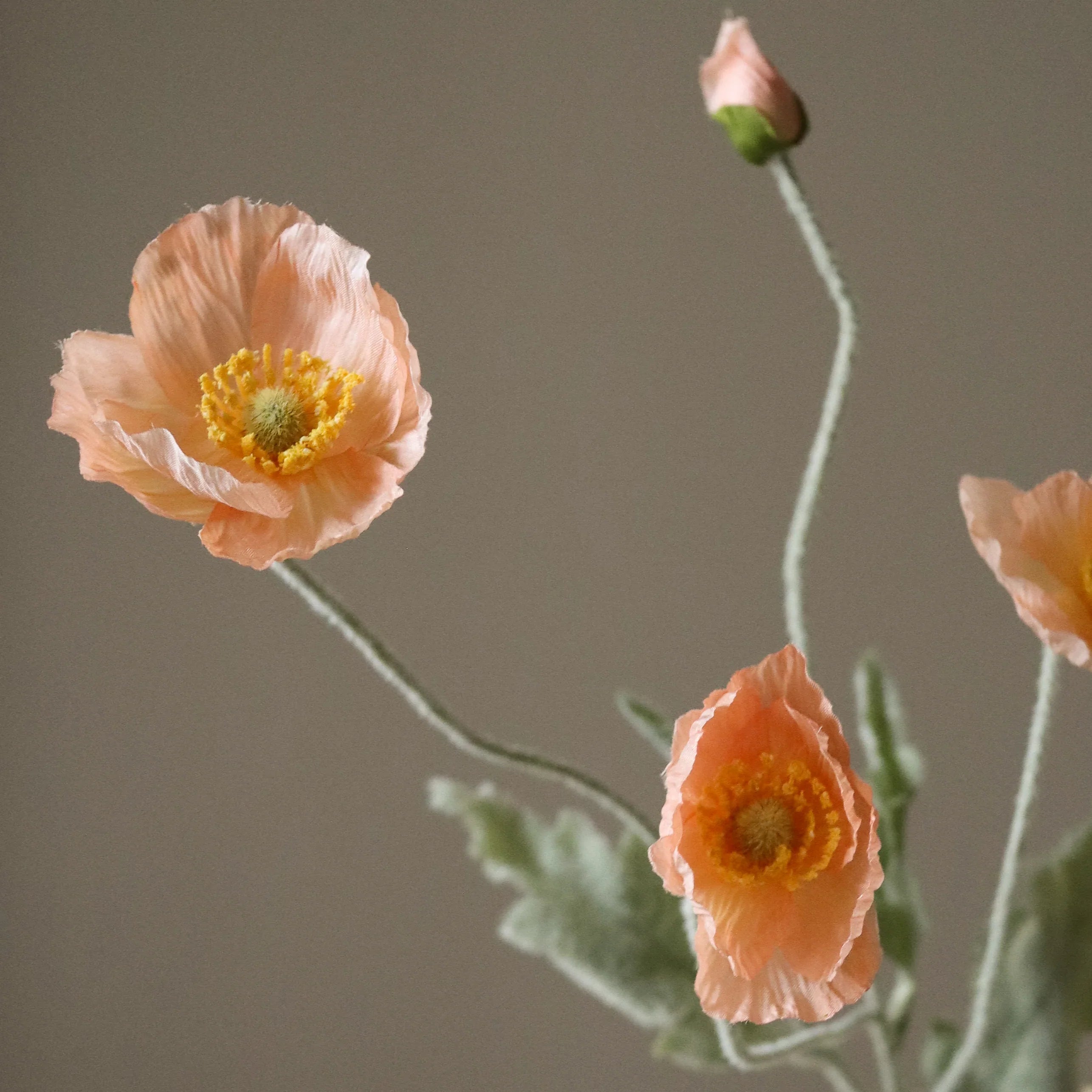 Koral valmueblomst