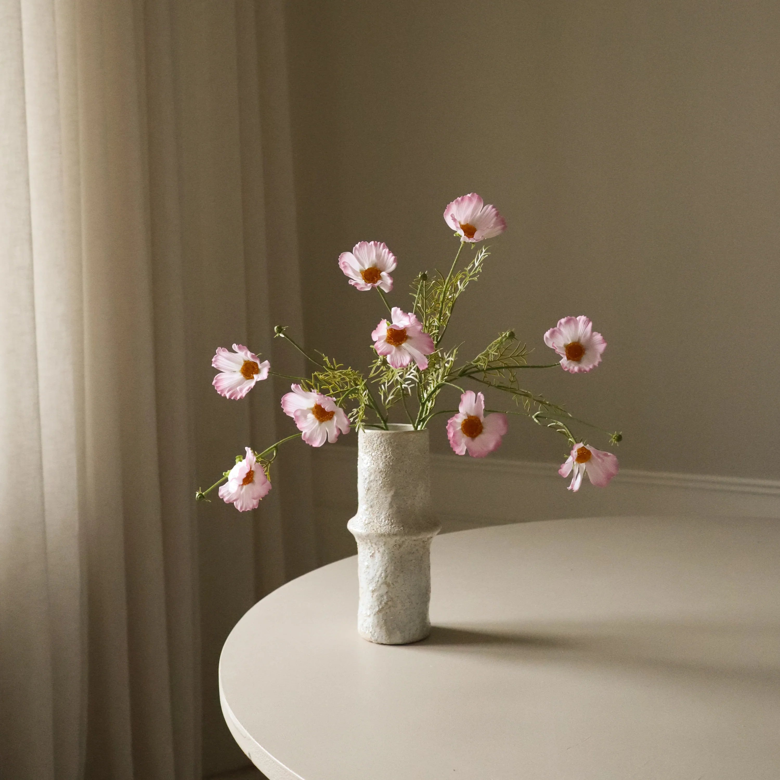 Lys lilla Cosmo Daisy blomst