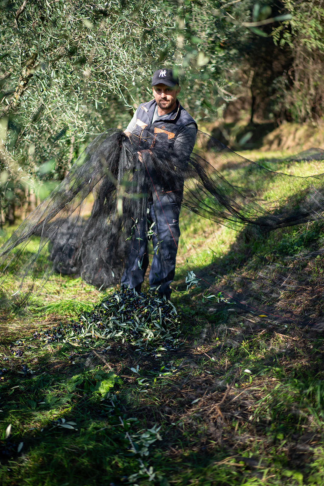 Extra virgin olive oil – Il Primo
