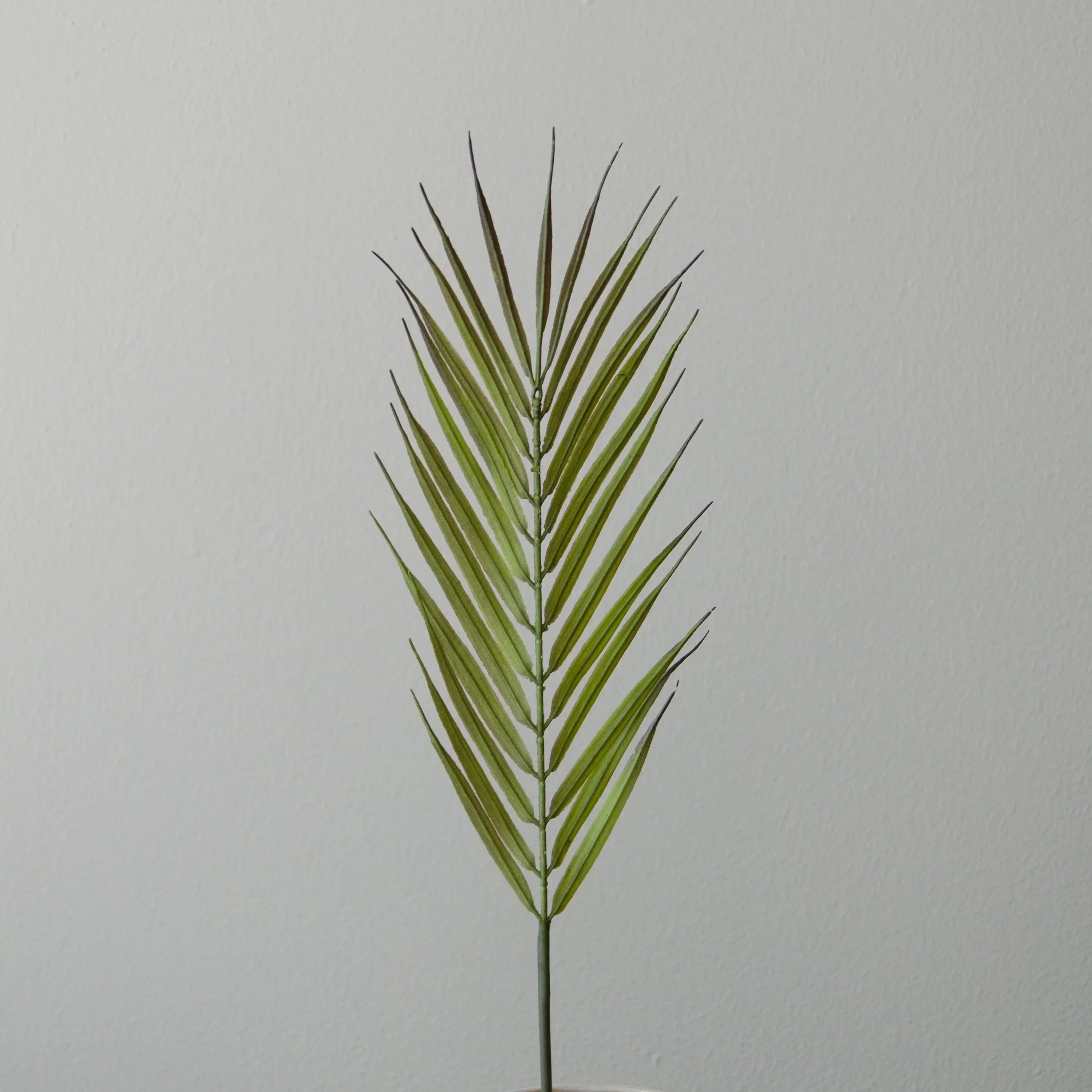 Mørkegrønt palmeblad