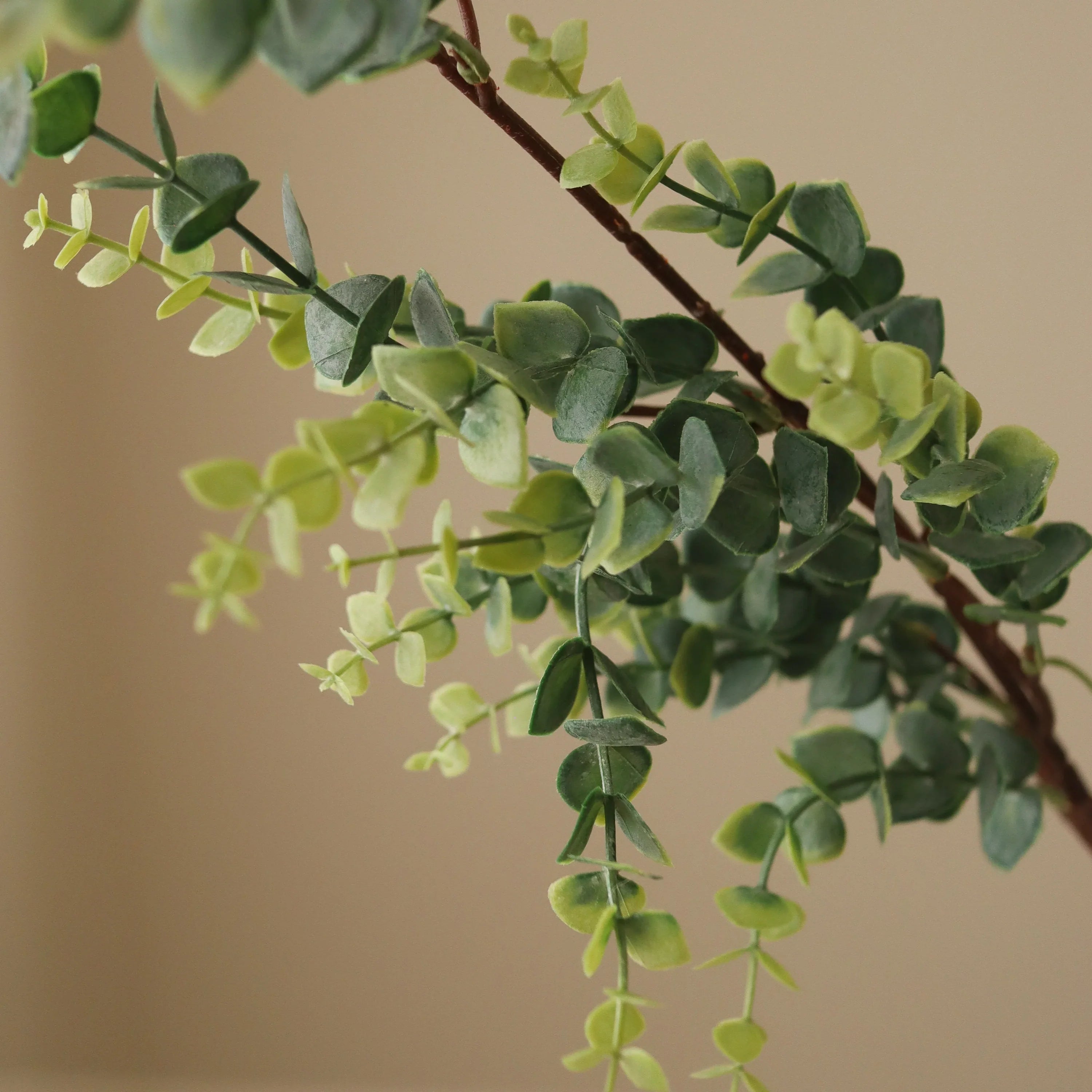 Grønne Parvifolia "Gunni" Eucalyptusblade