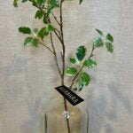 Pittosporum gren grøn h 60cm